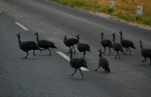 580 Namibia Okt 2006 Perlhuehner-1.JPG